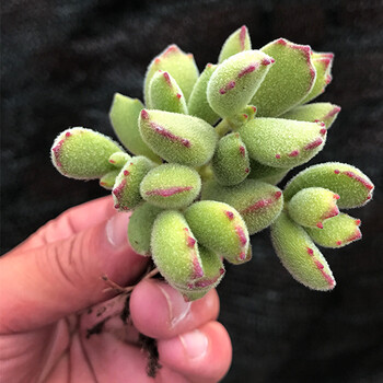 猫爪群生5-6头 韩国多肉洛雅多肉