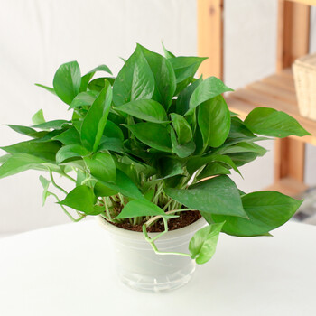 绿萝盆栽植物 室内客厅净化空气绿植 四季常青办公室吸甲醛小盆景