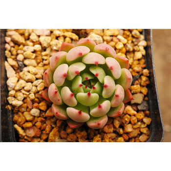 多肉植物 多肉 北极星 有根 随机发货