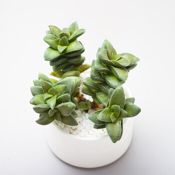 多肉植物|神童多头老桩 景天青锁龙绿植花卉盆栽 5-8cm三头以上老桩