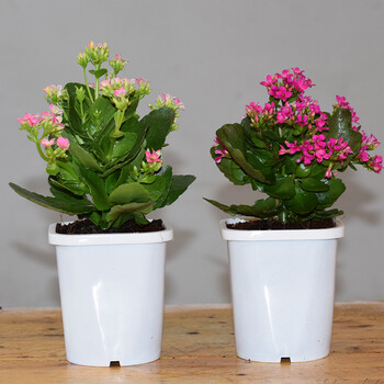 长寿花阳台客厅绿植四季防辐射吊兰组合甲醛迷你生石花阳台客厅 红 含