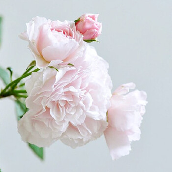 顺景 花见小路 日本微月浅粉色丰花阳台盆栽微型迷你月季小花朵 花见