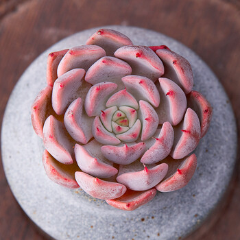 秀妍多肉植物防辐射肉肉植物室内绿植花卉桌面盆栽 多肉 粉爪单头3cm