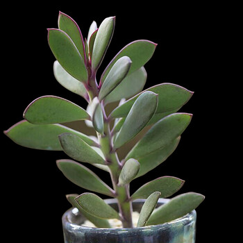 紫蛮刀 紫金章 鱼尾冠 紫龙 菊科千里光属多肉植物 高25-30cm 裸根不