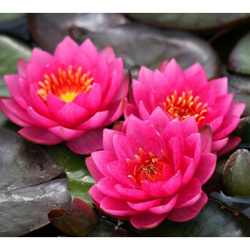 小型耐寒睡莲 婴儿红 婴儿红 不含盆