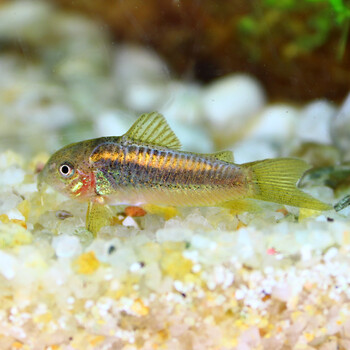 热带观赏鱼黑金红头紫罗兰印第安金线金鼠鱼活体清道夫水族工具鱼