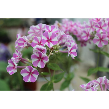 多年生植物 穴盘苗 盆栽花宿根福禄考 粉红色 带盆栽好