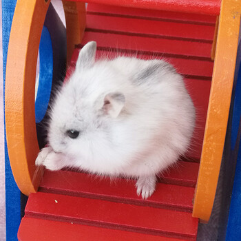 达泽侠活体仓鼠 仓鼠宝宝 宠物 白色1只可选公母