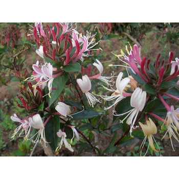 四年红白色金银花【图片 价格 品牌 报价】-京东