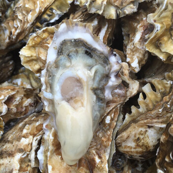 红岛海蛎子鲜活生蚝野生新鲜海鲜水产贝类烧烤带壳牡蛎 套餐二