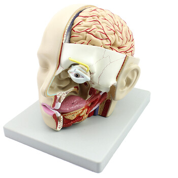 enovo颐诺人体医学颅脑结构模型头部大脑结构矢状窦模型颅内结构体表
