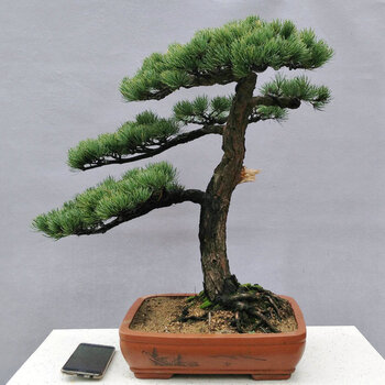 大阪松 盆景 迎客松 宫岛 盆景 树桩 盆栽 树桩 苗 室内 绿植 杏色 带