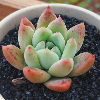 多肉 一物一拍 西施 精养多肉 小贵货 多肉植物 精养 西施 不含盆