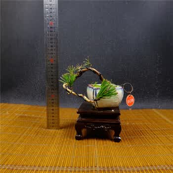 金贝萝农资小品黑松盆景 家居绿植花木盆栽 观赏养护 摆件文玩 8 带