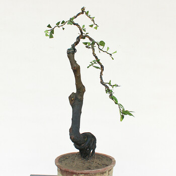 树桩金弹子盆景树桩金弹子母树桩盆景血红果古桩树桩【图片 价格 品牌