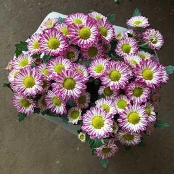 菊花苗秋菊多头菊女王菊波斯菊荷兰菊雏菊菊花盆栽带花发货 粉色雏菊