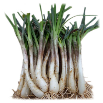 新鲜藠头新鲜荞头教头茭头农家蔬菜泡菜原料15kg