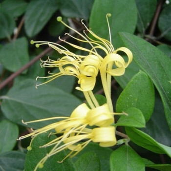 金银花苗木爬藤植物 家园爬墙四季金银花苗爬藤攀援植物 黄色 2 0m