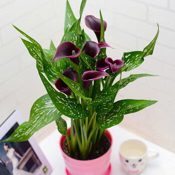 进口彩色马蹄莲成品带花种球盆栽四季开花植物室内阳台绿植花卉 紫色