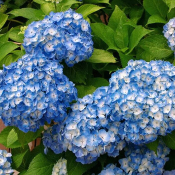 qianiu 新品绣球银河万华镜花手鞠你我的一起无尽夏八仙花 琉璃小苗