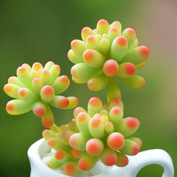 正画 进口多肉植物艾伦组合盆栽办公室内小盆景绿植花卉多肉批发 超萌