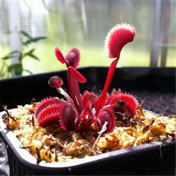 草盆栽苗多肉植物多肉绿植非种子肉肉植物 皇家红捕蝇草小苗含盆土 含