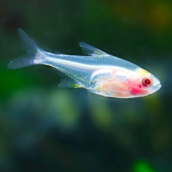 鱼官儿 热带观赏鱼红绿灯科鱼活体宠物小型淡水鱼群游灯鱼 红肚玻璃灯