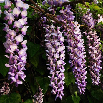 多花紫藤花苗 紫藤 紫藤萝 紫藤树苗 紫颜色紫藤 玉碎藤 3年苗