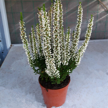 南非皇后石楠花 开花灿烂喜阳耐寒盆栽观花植物 欧石楠白色 带盆栽好