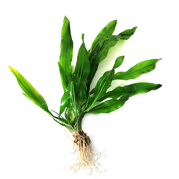 真水草活体青旦大叶九冠绿懒人后景阴性皇冠草水族箱装饰 红九冠2棵