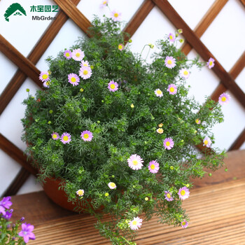 五色菊盆栽花苗室外庭院垂吊植物花卉四季开花易爆盆植物花卉盆栽