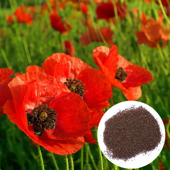 陆地 虞美人种子花卉种子花草种子绿化种子 一斤 500粒6元试种【图片 