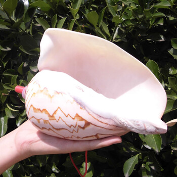 海螺运动耳钉海螺韩版创意鱼缸简约休闲鞋男士休闲 19-左右元宝螺号