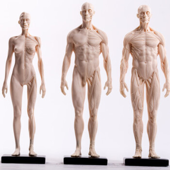倾阑人体模型绘画绘画临摹人体雕塑人体结构参考模型肌肉骨骼模型美术白色一组 图片价格品牌报价 京东