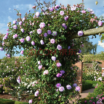当年开花 蔷薇花苗爬藤苗攀援花卉观花植物绿植室内盆栽盆景 御用马车