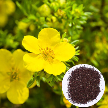 萌肉居 宿根花卉美丽月见草种子多年生庭院公园绿化 绿化工程种子