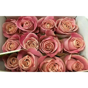 玫瑰月季2-3年大苗复古丝绸/黑弥撒/蛋糕/小丑 黑弥撒 含盆