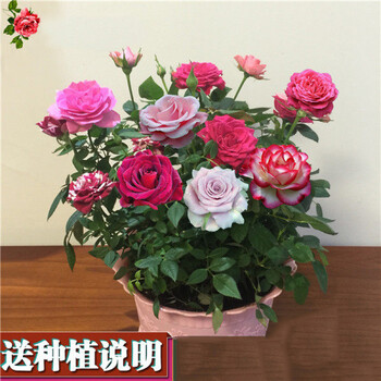 多色玫瑰嫁接大花玫瑰花苗绿耐寒植物盆栽花卉牡丹蔷薇月季茶花嫁接19号不含盆 图片价格品牌报价 京东