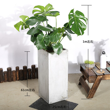 园艺用品 花盆花器 花明柳媚 花明柳媚芳心草室内吸植物盆栽龟背竹