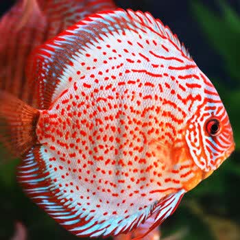 野生野彩七彩神仙鱼观赏鱼宠物鱼淡水鱼中小型热带鱼水族活体 豹点蛇7