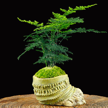 创意文竹盆景绿植盆栽办公室内净化空气绿植盆景花花草草盆栽 盘根 带