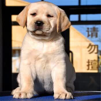 奶油白色拉布拉多幼犬活体 宠物狗活体狗狗活体小狗幼犬活体 纯种