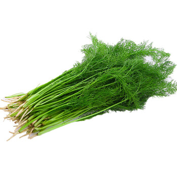 青樱红荔 茴香菜 新鲜蔬菜 2kg 顺丰 新鲜采摘  茴香丸子 茴香苗农家