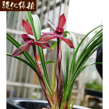 骏化 下山野生老种兰花苗 5苗了 春兰新品《刘三红》,春节开花 一盆5