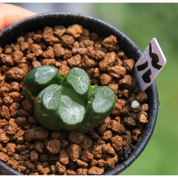 雪葵万象实生一物一拍周正大株十二卷玉露多肉植物栽好 w16 带盆栽好