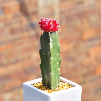白鸟万重山开花仙人掌仙人球办公室内防辐射桌面植物 三棱箭(红球) 不