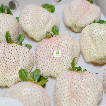 盆栽苗新品白草莓苗初恋雪兔白雪公主草莓苗白宝石草莓苗 日本进口白