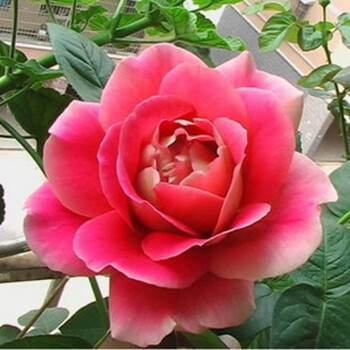 大花月季花 藤本 攀援 4颗 3年大花月季 火和平 不含盆