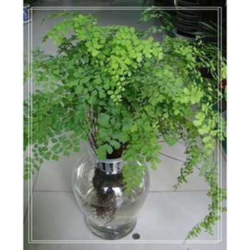 被称为 少女的发丝 大庙 含盆