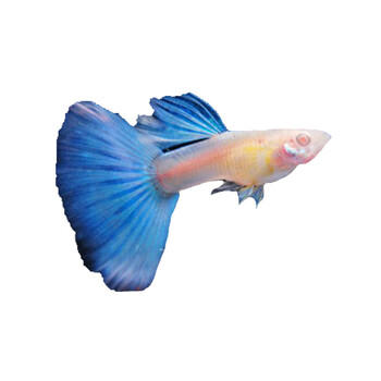 《新》孔雀鱼观赏鱼莫斯科蓝天空蓝美国全红黄礼服巴西红扇活体